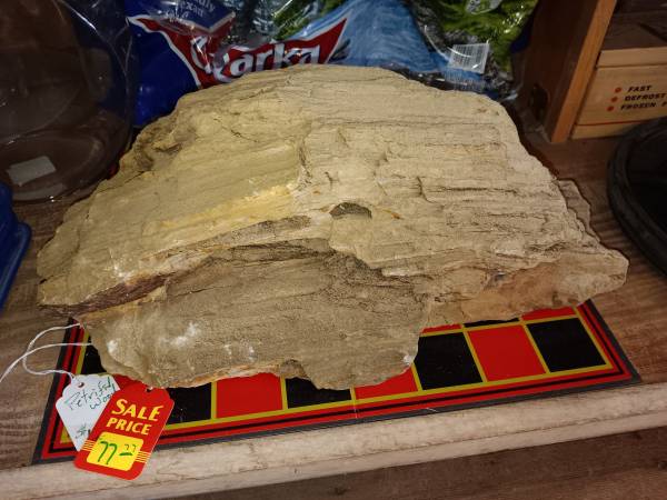 large piece of petrified wood 1