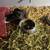 Guinea pigs 20.00 8 thumbnail