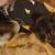 Immediate rehoming Male German Shepherd 7 thumbnail