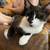 five month old kittens to be rehomed 10 thumbnail