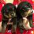 Rottie Puppies 4 thumbnail