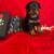 Rottweiler puppies 6 thumbnail