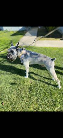 AKC Giant Schnauzer Puppys (Hanford)63695922160259124