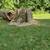 🌳🌲🏡Tree Service,Tree Removal,Stump Grinding,Tree Trimming 2 thumbnail