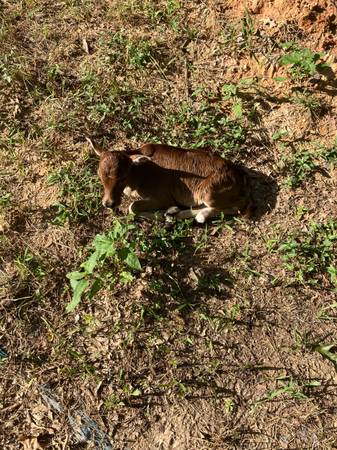 Zebu Heard - $11.000 (Jersey Ga)63470455968001123