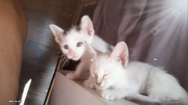 8 week old kittens need furever home (Yucca Valley)63658100818049121
