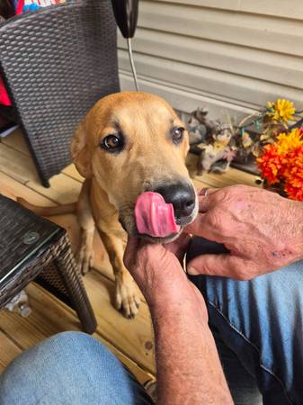 Great Dane/Lab Mix (Murphysboro)63688376448899123