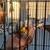 3 Parakeet birds $70 3 thumbnail
