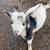 Goat babies!! 1 thumbnail