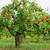 FRUIT TREE PRUNING 1 thumbnail