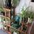 15+ PLANT SALE UNTIL GONE 7AM-7PM ALL MUST GO! 1 thumbnail