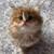 Kitten Scottish Straight 2 thumbnail