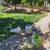 Muscovy Ducks, 6weeks-13weeks 6 thumbnail