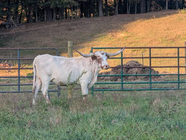 Cows, cow calf pair, steers 1
