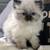 Ragdoll kitten 1 thumbnail