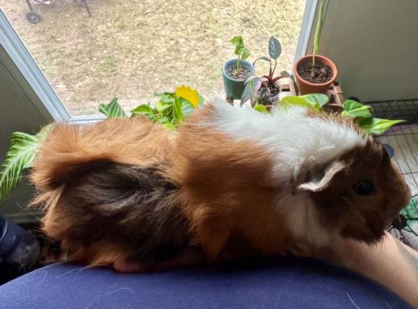 Male Guinea Pig (Bryan)63839342972163121