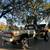 1993 Dodge W250 P Pump 5 speed 4x4 • LE 13 thumbnail