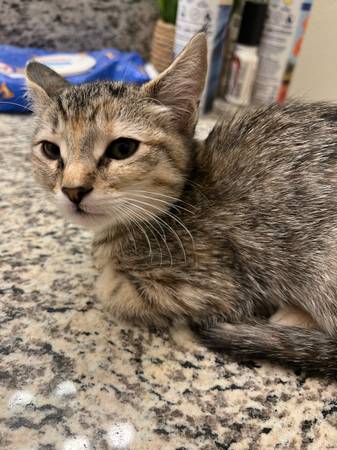 Kitten to rehome (Reno)63992694910595121