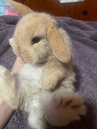Holland Lop baby bunnies (santa rosa)63683413099905122