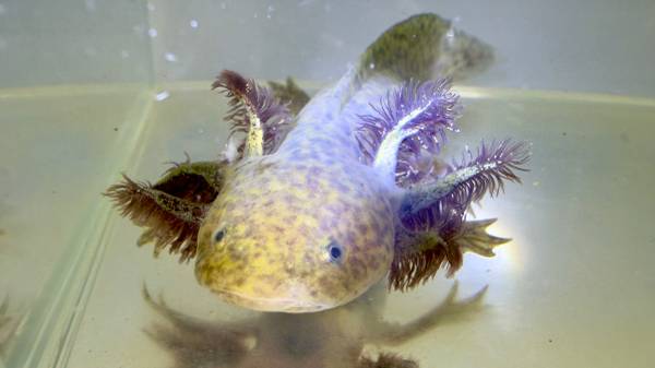 Axolotls 1