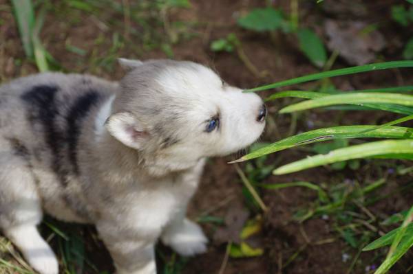 Cachorros Husky (Noble)63670591233793121