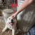 Livestock guardian pups 5 thumbnail