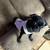 Pug 3 thumbnail