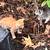 Male kittens 6 thumbnail
