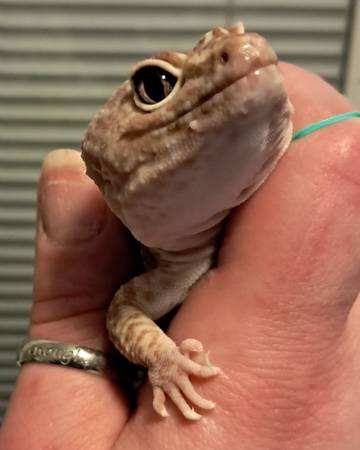 Male & female Leopard Geckos available, together or separate (Warner Robins, Middle GA)63922482080003121