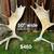 Moose shed antler deer skull bull rack european mount taxidermy 16 thumbnail