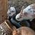 Easter  Bunnies 6 thumbnail
