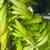 Aquarium plants 4 thumbnail