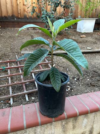 Organic and Healthy Loquat Tree - $39 (san jose south)63471366561923120