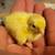 Jumbo Coturnix Quail Chicks 2 thumbnail