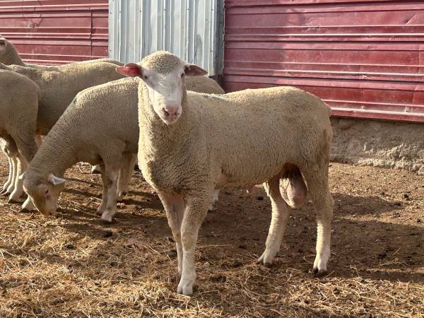 Polypay rams 1