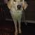 Livestock Guardian 1 thumbnail