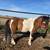 Miniature Stud Pony 1 thumbnail