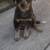 Blue heeler puppy 1 thumbnail
