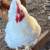 Leghorn Rooster 1 thumbnail