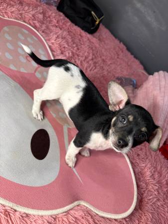 Mini chihaha puppy 1