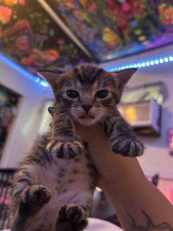 Kitten (Kennewick)63658085163011121