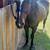 Gelding 5 thumbnail