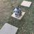 Blueheeler 1 thumbnail