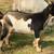 Goat, goats, Livestock, Nigerian goats, Milking goats 19 thumbnail