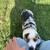 Adult corgi for rehoming 3 thumbnail