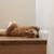 Free orange tabby 2 thumbnail