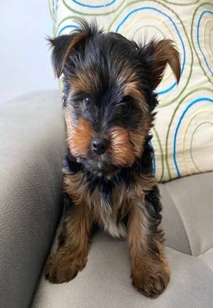2 male 1 female Yorkie puppies. (7O2-nine63-652five)63875423414019120