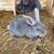 Rex Rabbits 2 thumbnail