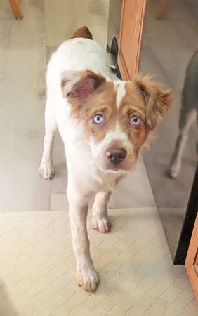 Tiana is a Mini Aussie looking for love (Media Pa)63966859490563124