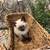 Female Siamese Kitten 2 thumbnail